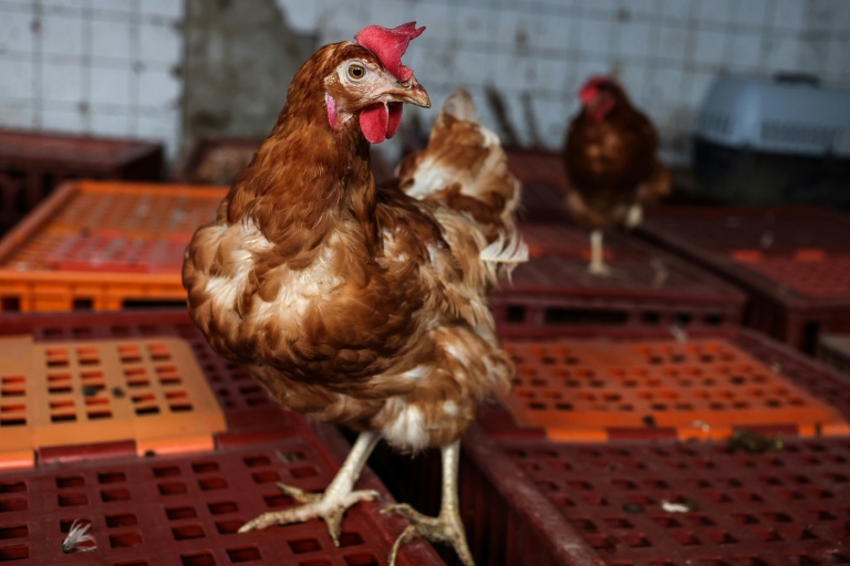 L’interprofession des oeufs s’est fixé comme objectif de passer à 90% de poules hors cages d’ici 2030, contre 78% aujourd’hui en France