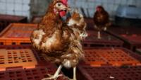 L’interprofession des oeufs s’est fixé comme objectif de passer à 90% de poules hors cages d’ici 2030, contre 78% aujourd’hui en France