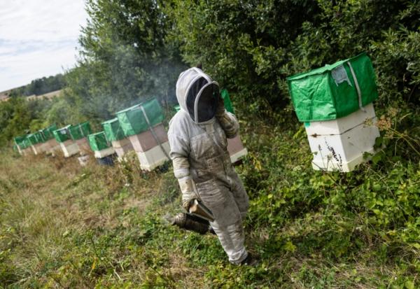 Un apiculteur inspecte des ruches à Bouleuse, dans la Marne, le 6 août 2026