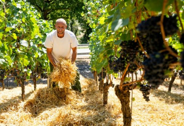 Le vigneron Florian Weingart éparpille de la paille sur le sol pour garder l’humidité dans la terre dans son vignoble de Spay, dans l'ouest de l'Allemagne, le 14 août 2026