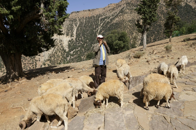 Un berger du hameau d'Imzerri utilise la pratique ancienne du langage sifflé, permettant de communiquer à travers de vastes distances, le 19 août 2025 dans les montagnes de l'Atlas, au Maroc