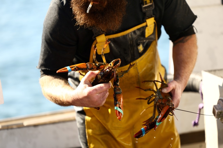 Un pêcheur sort des homards frais après une matinée en mer à Stonington, dans le Maine (nord-est des États-Unis), le 15 octobre 2026