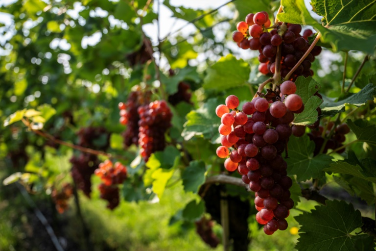 Des grappes de raisin sur le domaine Lindicke, à Werder dans le nord de l'Allemagne, le 9 septembre 2025 