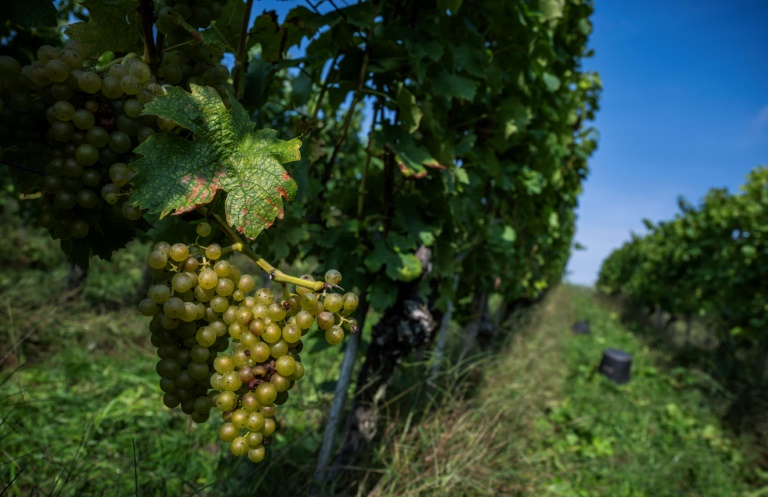 Des rangs de vigne du domaine Lindicke à Werder, dans le nord de l'Allemagne, le 9 septembre 2025 