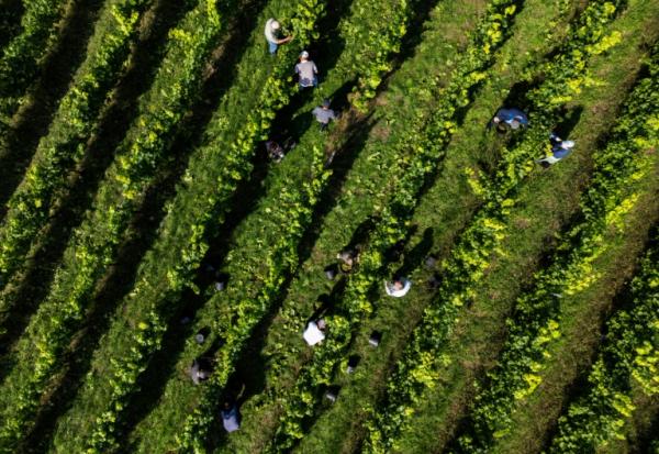 Des vendangeurs dans le domaine Lindicke, à Werder dans le nord de l'Allemagne, le 9 septembre 2025 