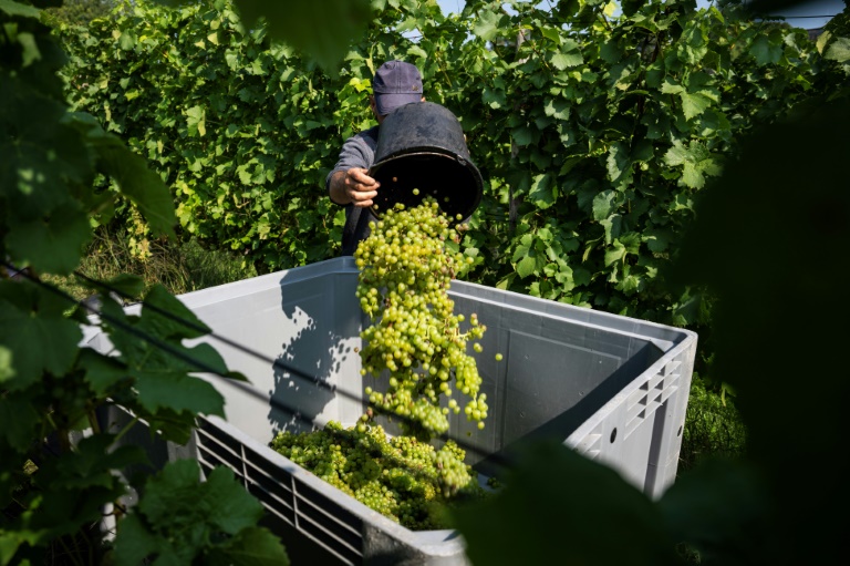 Vendanges au domaine Lindicke, à Werder dans le nord de l'Allemagne, le 9 septembre 2025 