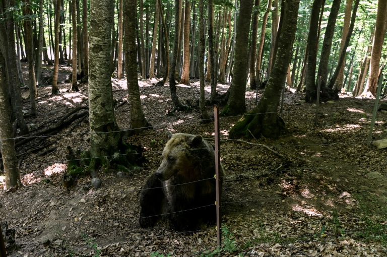 Un ours brun (Ursus arctos) au sanctuaire pour ours Arcturos à Nymfaio, dans le nord-ouest de la Grèce, le 22 juin 2026
