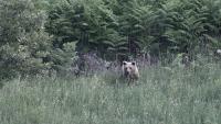 Une ourse brune sauvage (Ursus arctos) et son ourson dans une forêt près de Grevena, dans le nord-ouest de la Grèce, le 21 juin 2026