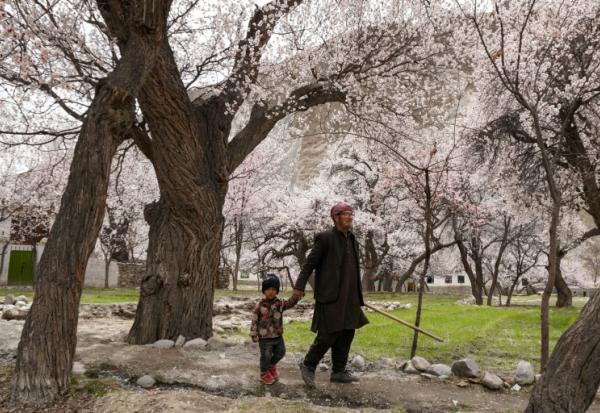 Un homme et un enfant se promènent sous des abricotiers en fleur à Ghanche, dans la région du Gigit-Baltistan, le 30 mars 2026 au Pakistan