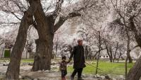 Un homme et un enfant se promènent sous des abricotiers en fleur à Ghanche, dans la région du Gigit-Baltistan, le 30 mars 2026 au Pakistan