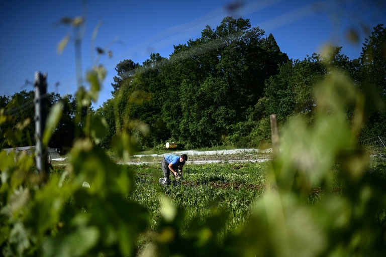 Un ouvrier agricole récolte des salades au domaine viticole Château Le Parvis de Dom Tapiau, à Camblanes-et-Meynac, le 7 mai 2026