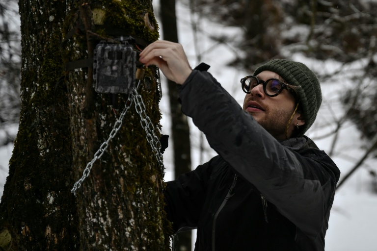 Le biologiste Marco Granata vérifie un piège photographique  à Entracque (Italie), le 22 décembre 2025