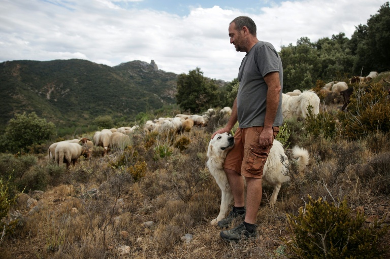 Frédéric Bichon et son troupeau à Cucugnan (Aude), le 21 août 2021