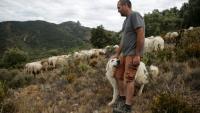 Frédéric Bichon et son troupeau à Cucugnan (Aude), le 21 août 2021