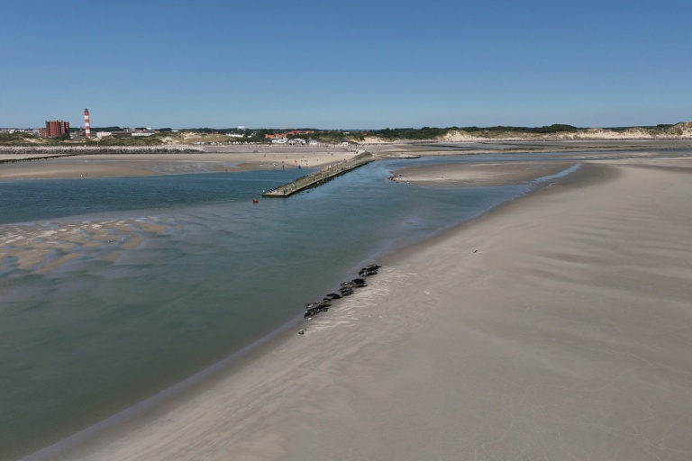 Vue aérienne de phoques à Berck-sur-Mer, dans le Pas-de-Calais, le 26 mai 2026