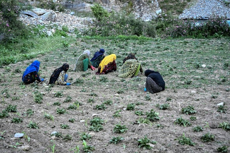 Des agricultrices afghanes dans le village d'Eshtiwi, au Nouristan, le 8 juin 2026