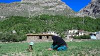 L'agricutrice Habiba travaille dans un champ aux côtés de sa petite-fille Zuheida dans son village d'Eshtiwi, au Nouristan, le 8 juin 2026 en Afghanistan