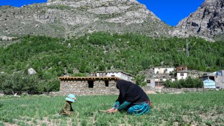 L'agricutrice Habiba travaille dans un champ aux côtés de sa petite-fille Zuheida dans son village d'Eshtiwi, au Nouristan, le 8 juin 2026 en Afghanistan