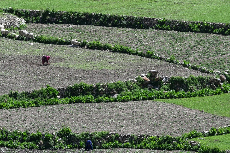 Une agricultrice travaille dans un champ a village d'Eshtiwi, dans le Nouristan, le 8 juin 2026 en Afghanistan