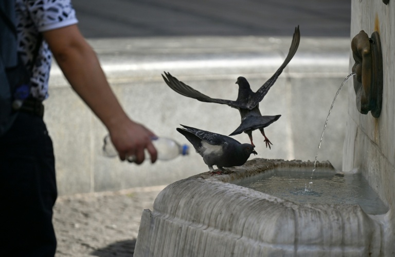 
103
Des pigeons s'abreuvent à une fontaine à Belgrade, le 26 juin 2026, alors que la Serbie traverse une vague de chaleur