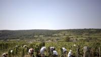 Vendanges pour les crémants près de Lugny, en Saône-et-Loire, le 23 août 2011