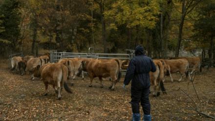Un vétérinaire s'approche de vaches destinées à être euthanasiées, en raison du risque d'infection par la dermatose bovine, à Thuès-Entre-Valls (Pyrénées-Orientales), le 3 novembre 2025
