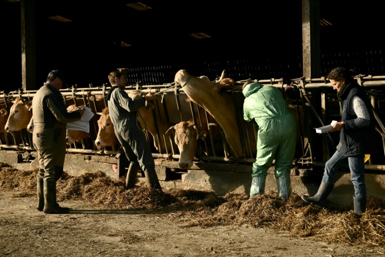 Des bovins sont vaccinés contre la dermatose nodulaire contagieuse le 17 décembre 2025 dans une ferme de Riupeyrous