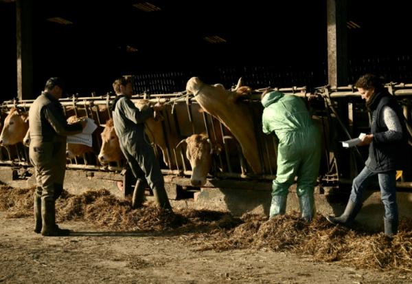 Des bovins sont vaccinés contre la dermatose nodulaire contagieuse le 17 décembre 2025 dans une ferme de Riupeyrous