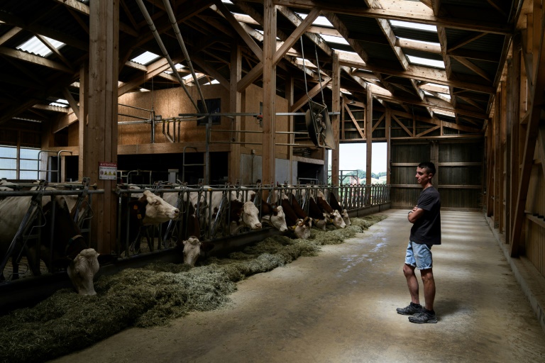 L'éleveur français Pierre-Jean Duchêne, dont les vaches viennent d'être vaccinées contre la dermatose nodulaire,  dans son hangar à Entrelacs, en Savoie, le 11 juillet 2025