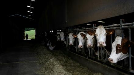 Un éleveur attend un vétérinaire qui vient vacciner son troupeau de vaches contre la dermatose à Aviernoz, le 22 juillet 2025 en Haute-Savoie