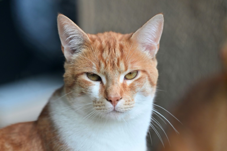 L'entreprise de santé animale Virbac présente des croquettes enrobées de médicament, annoncées comme une première mondiale, pour faciliter le traitement des chats atteints de maladie rénale chronique (MRC)