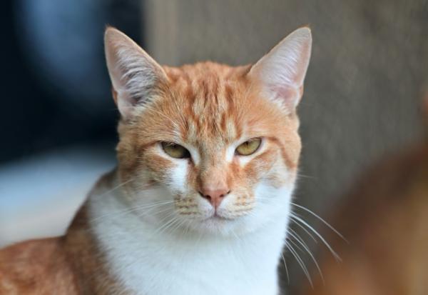 L'entreprise de santé animale Virbac présente des croquettes enrobées de médicament, annoncées comme une première mondiale, pour faciliter le traitement des chats atteints de maladie rénale chronique (MRC)