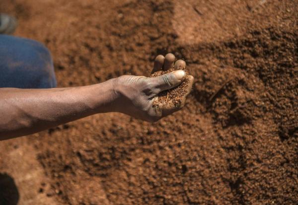 Un ouvrier agricole trie des feuilles de thé rooibos avant leur conditionnement, le 27 février 2017 dans le district de Clanwilliam, en Afrique du Sud