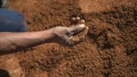 Un ouvrier agricole trie et traite des feuilles de rooibos avant l’emballage, le 27 février 2017, dans le district de Clanwilliam (Afrique du Sud)