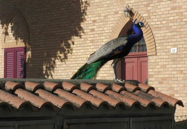 Capture d'écran d'une vidéo AFP du 12 mai 2026 d'un paon sauvage sur un toit à Punta Marina, en Italie