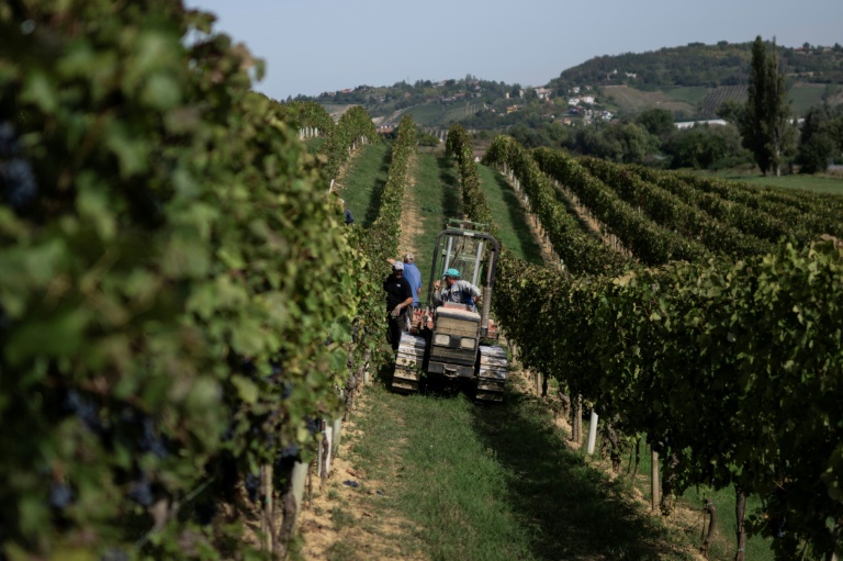 Des vendangeurs dans le vignoble d'Agliano Terme, près de la ville d'Asti, dans le nord-ouest de l'Italie, le 21 septembre 2026 