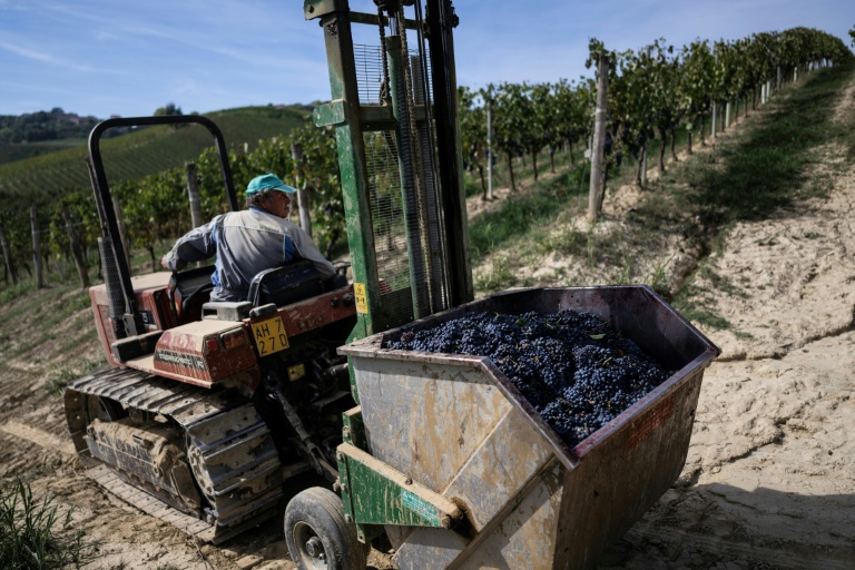 Un ouvrier lors des vendanges du Barbera dans le vignoble d'Agliano Terme, près de la ville d'Asti, dans le nord-ouest de l'Italie, le 21 septembre 2026 