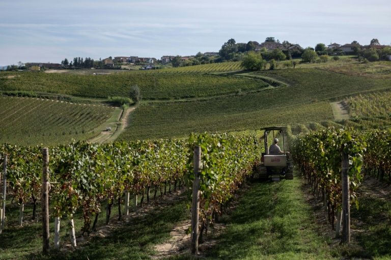 Vendanges dans le vignoble d'Agliano Terme, près de la ville d'Asti, dans le nord-ouest de l'Italie, le 21 septembre 2026 