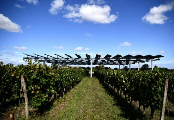 L'installation agrivoltaïque Vitisolar, un projet expérimental piloté par EDF, composé de panneaux photovoltaïques suspendus au-dessus d'un vignoble, à l'Institut des sciences de la vigne et du vin à Villenave-d'Ornon, près de Bordeaux, le 19 septembre 2023