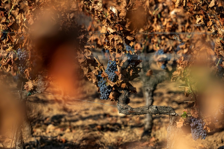 Des vignes brûlées par de récents incendies, dans le vignoble de la coopérative viticole de Correns, le 17 août 2026 dans le Var