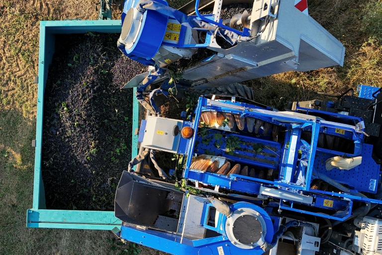 Vendanges dans les vignes de la coopérative viticole de Correns, dans le Var, le 17 août 2026