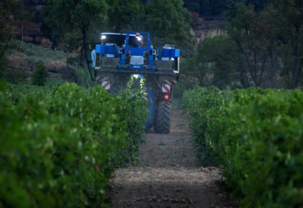 Vendanges dans les vignes de la coopérative viticole de Correns, dans le Var , le 17 août 2026