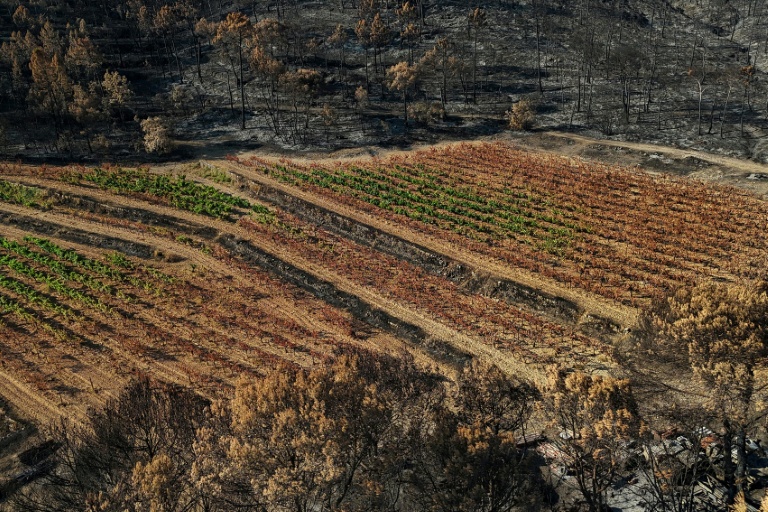 Vue aérienne des dégâts causés par les récents incendies dans les vignobles de la coopérative viticole de Correns, dans le Var, le 17 août 2026