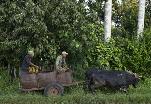 Des agriculteurs circulent en charrette à bœufs dans une rue de Bauta, dans la province d'Artemisa, le 27 juin 2026 à Cuba