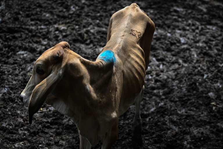 Une vache au marché aux bestiaux de Sensuntepeque, au Salvador, le 1 octobre 2026