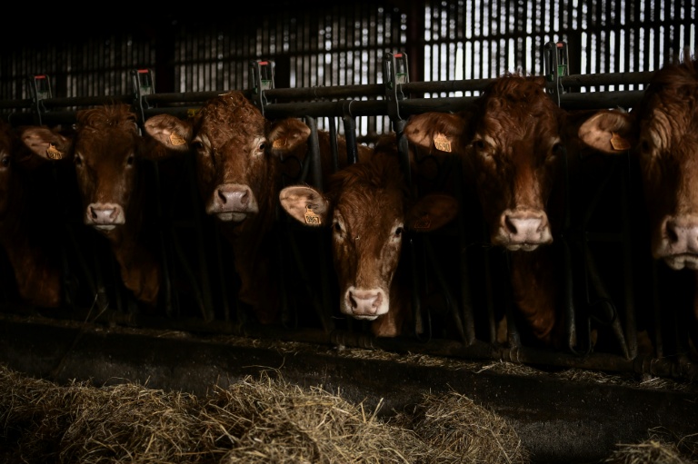 Le gouvernement a relevé mardi les seuils à partir desquels les élevages bovins doivent s'enregistrer auprès des autorités et non simplement se déclarer, une mesure de simplification attendue de longue date par les éleveurs