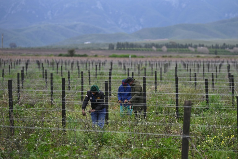 Des ouvriers agricoles travaillent dans des vignobles près de la ville de Robertson, dans la province du Cap-Occidental (Afrique du Sud), le 9 juillet 2026
