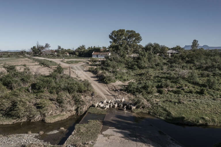 Un troupeau de chèvres mohair traverse un gué sur le chemin vers les pâturages de la ferme Wheatlands, près de Graaf-Reinet, en Afrique du Sud, le 4 mars 2026.