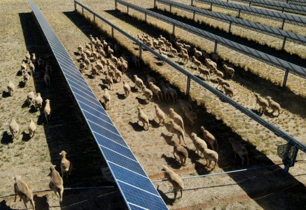 Des moutons déambulent parmi des panneaux solaires dans l'exploitation de Tom Warren, près de la ville australienne de Dubbo, à environ 400 kilomètres à l'ouest de Sydney, le 19 janvier 2026 