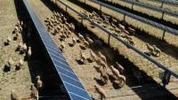 Des moutons déambulent parmi des panneaux solaires dans l'exploitation de Tom Warren, près de la ville australienne de Dubbo, à environ 400 kilomètres à l'ouest de Sydney, le 19 janvier 2026 